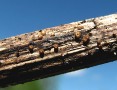 Trichopeziza