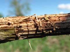 Trichopeziza