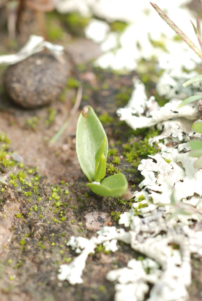 Limestone Adder's-Tongue (Pteridophytes of Appalachia) · iNaturalist