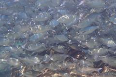Hawaiian Flagtail photo 3