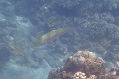 Scomberoides lysan