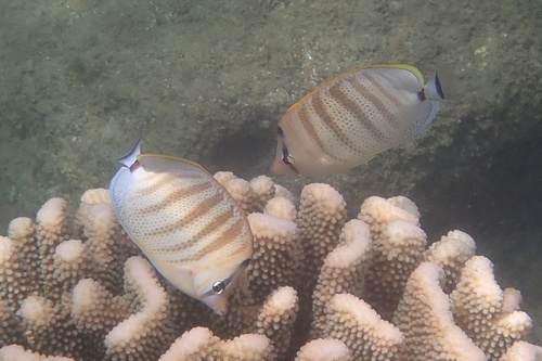 Veelband-koraalvlinder (Chaetodon multicinctus) — Chaetodontidae — 5