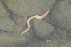 Gymnothorax melatremus