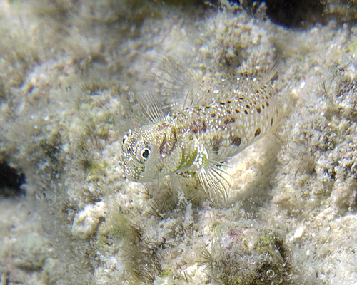 Delicate blenny (Glyptoparus delicatulus) — Blenniidae — 5