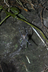 Argiope appensa