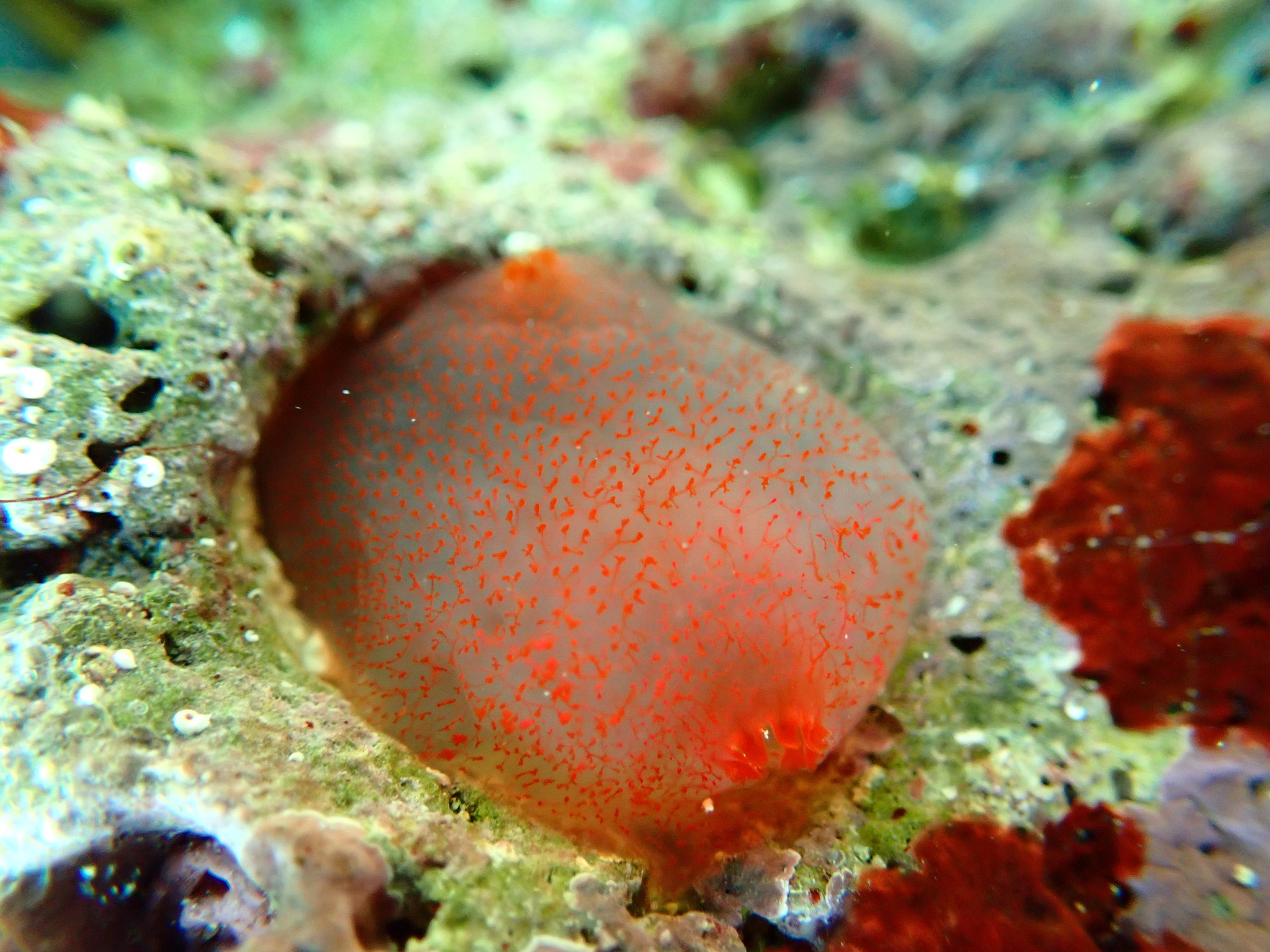 Ascidia mentula Müller, 1776