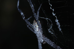 Argiope appensa