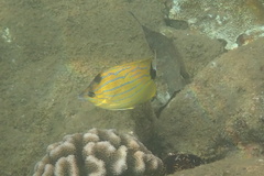 Chaetodon fremblii