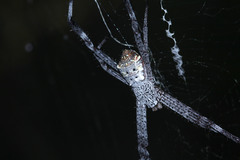 Argiope appensa
