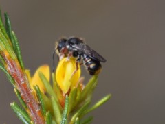 Megachile leucopyga