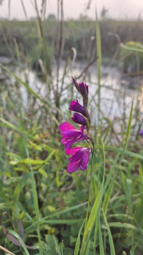Gladiolus palustris