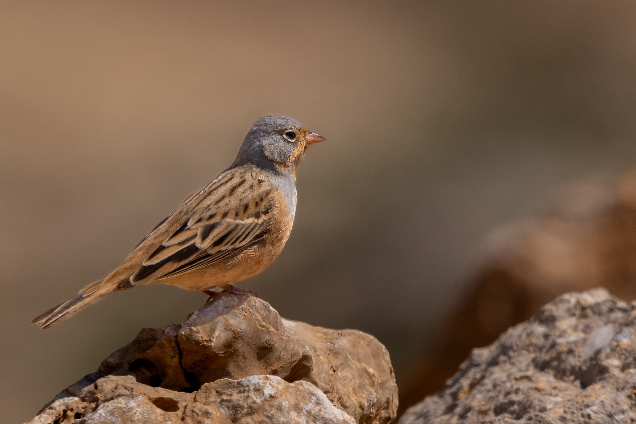 Cretzschmar's Bunting (Emberiza caesia)