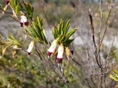 Conostephium pendulum