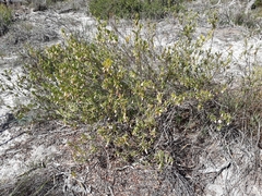 Conostephium pendulum