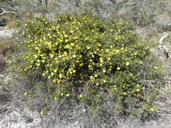 Hibbertia hypericoides