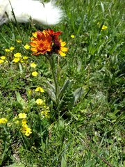 Tephroseris integrifolia capitata