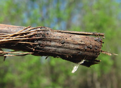 Ploettnerulaceae