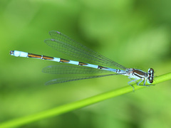 Coenagrion lanceolatum