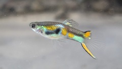 Poecilia wingei