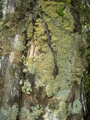 Podostictina pickeringii