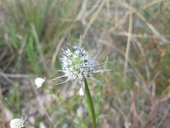Eryngium pinnatifidum