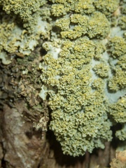 Podostictina pickeringii