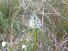 Eryngium pinnatifidum