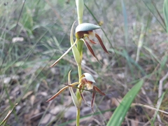 Lyperanthus serratus