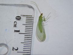 Chrysopidae