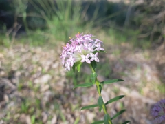 Pimelea rosea