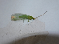 Chrysopidae