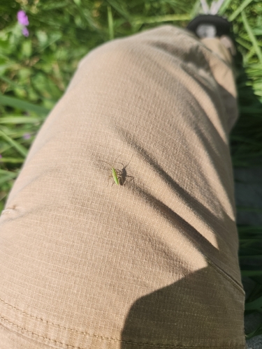 Megaloceroea recticornis