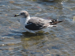Larus crassirostris