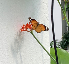 Danaus chrysippus