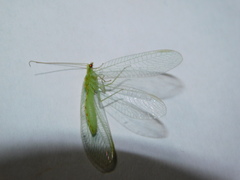 Chrysopidae