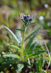 Saussurea angustifolia
