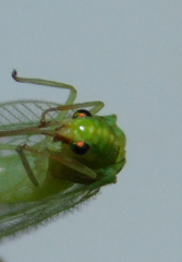 Chrysopidae