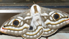 Heniocha apollonia