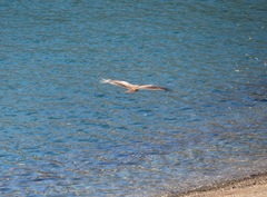 Milvus migrans lineatus