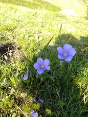 Linum alpinum