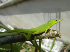 Anolis smaragdinus