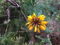 Pultenaea stipularis