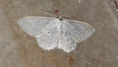 Scopula incanata