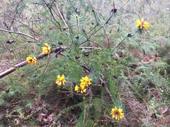 Pultenaea stipularis