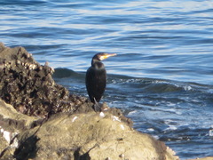 Phalacrocorax capillatus
