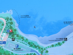 Phalacrocorax capillatus