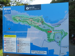 Phalacrocorax capillatus