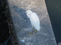 Egretta garzetta