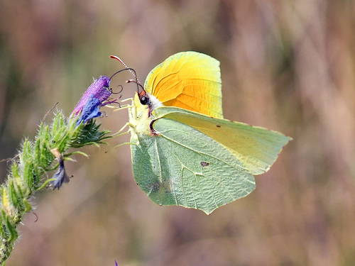 Cleopatra Butterfly