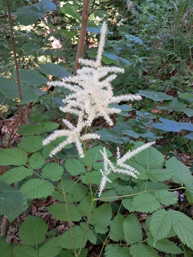Aruncus dioicus iNat (3)